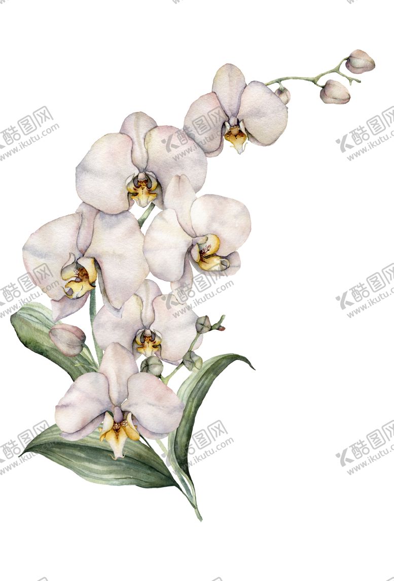 编号：17220007010630031887【酷图网】源文件下载-植物花朵装饰图案