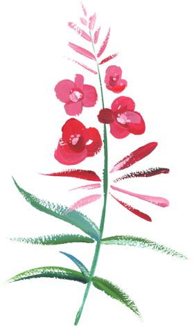 水彩手绘花卉花朵植物