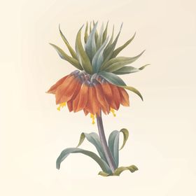 花纹