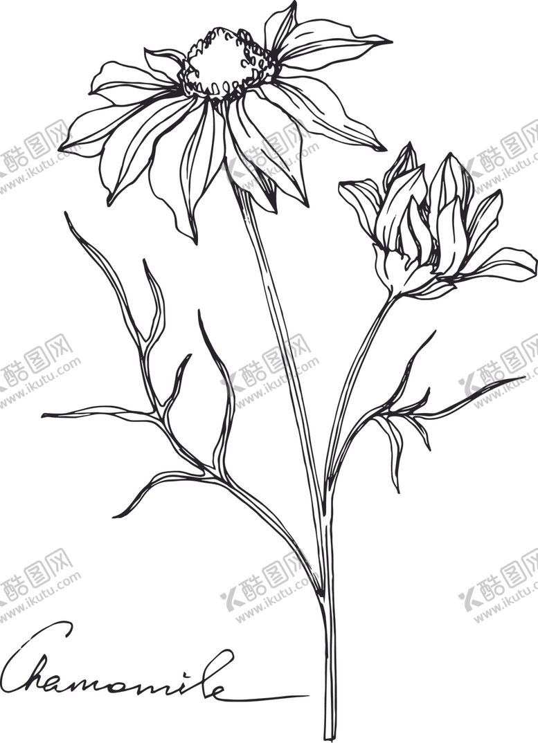 编号：59501312092027495152【酷图网】源文件下载-白描植物