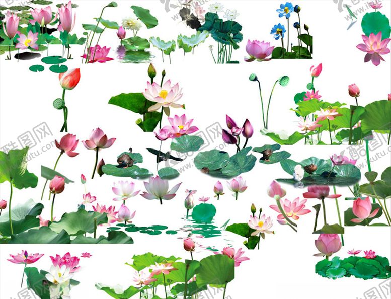 编号：30028810310459033304【酷图网】源文件下载-荷花元素