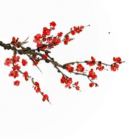 中国风水墨梅