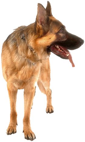 狗宠物狼狗缉毒犬导盲犬