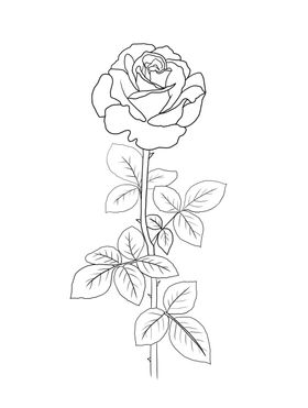 玫瑰花