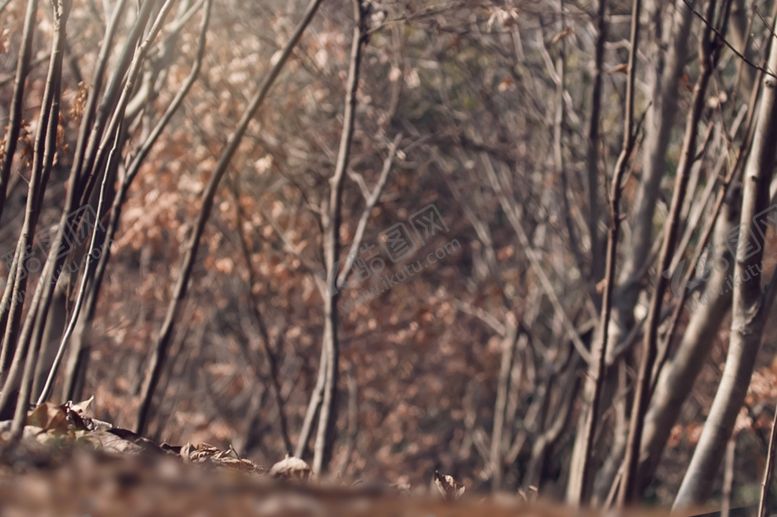 编号：10404710171727041437【酷图网】源文件下载-照相背景