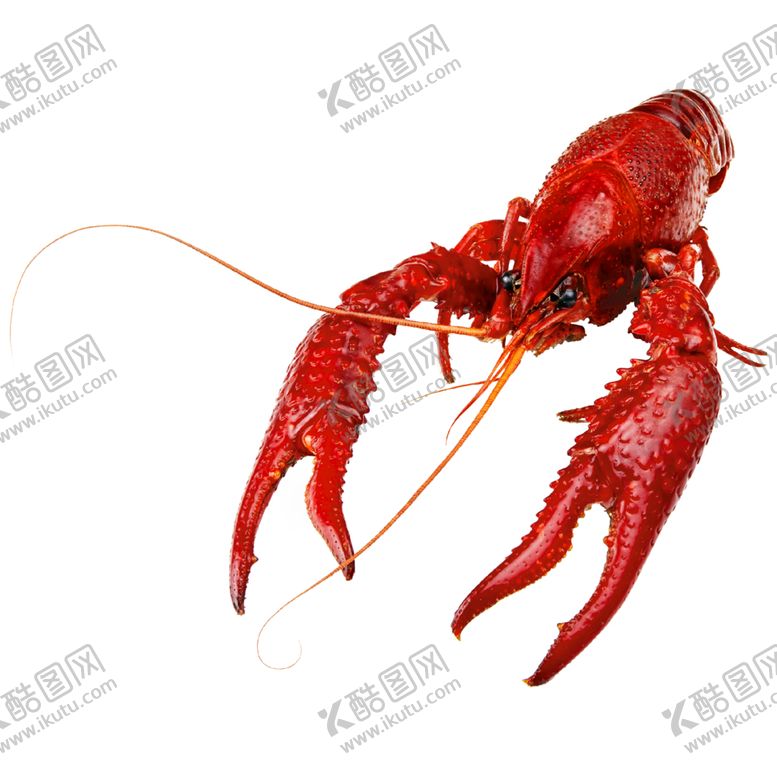 编号：73767709201255349208【酷图网】源文件下载-小龙虾