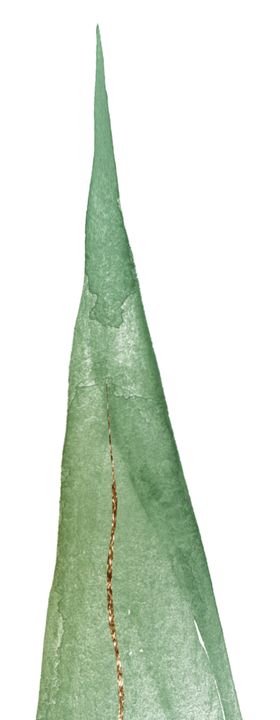 北欧小清新水彩植物图案