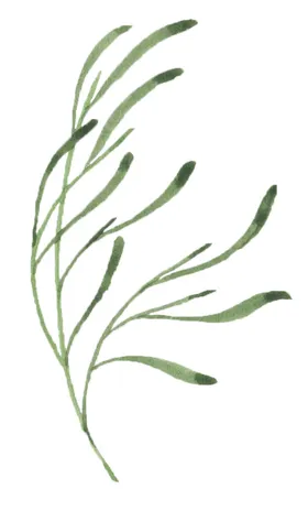 手绘植物花卉