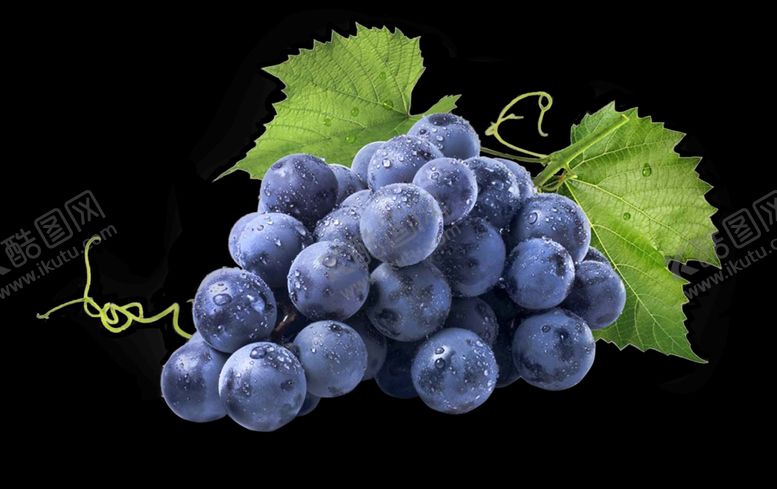 编号：65648709112039471252【酷图网】源文件下载-紫葡萄素材