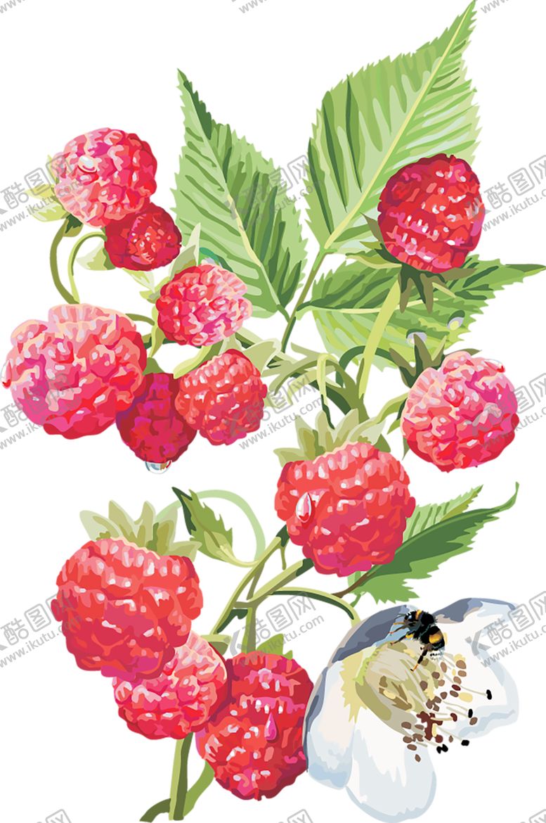 编号：29799909210639345359【酷图网】源文件下载-水果