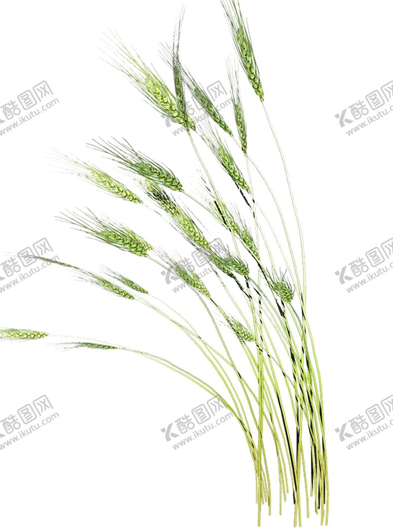 编号：91473406231419472748【酷图网】源文件下载-绿色相框