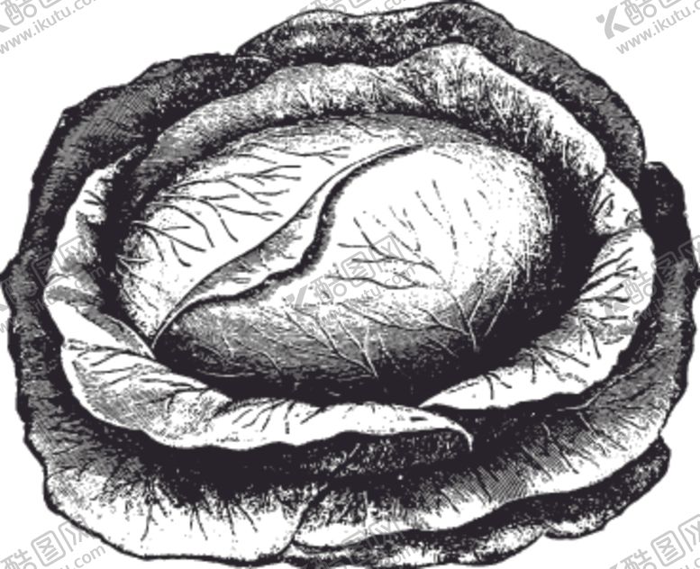 编号：41132710101445135216【酷图网】源文件下载-素描手绘蔬菜