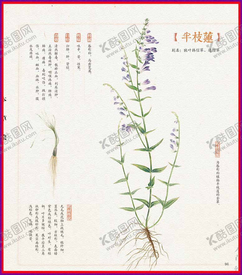 编号：33368109212245198631【酷图网】源文件下载-半枝莲本草纲目