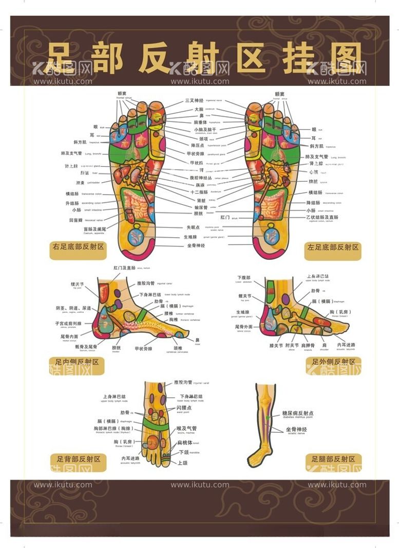 编号：75349912230220072072【酷图网】源文件下载-足部反射区挂图