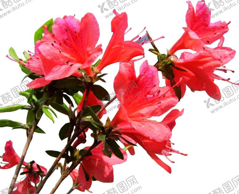 编号：45298309250439226874【酷图网】源文件下载-杜鹃花自然生态合成海报素材
