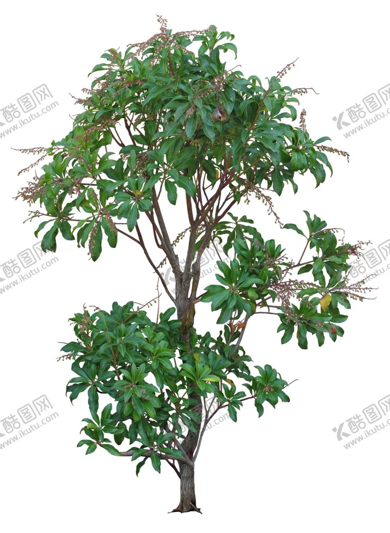 编号：23653810280843137245【酷图网】源文件下载-马醉木