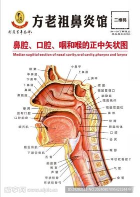 鼻炎馆鼻腔口腔咽和喉咙矢量图