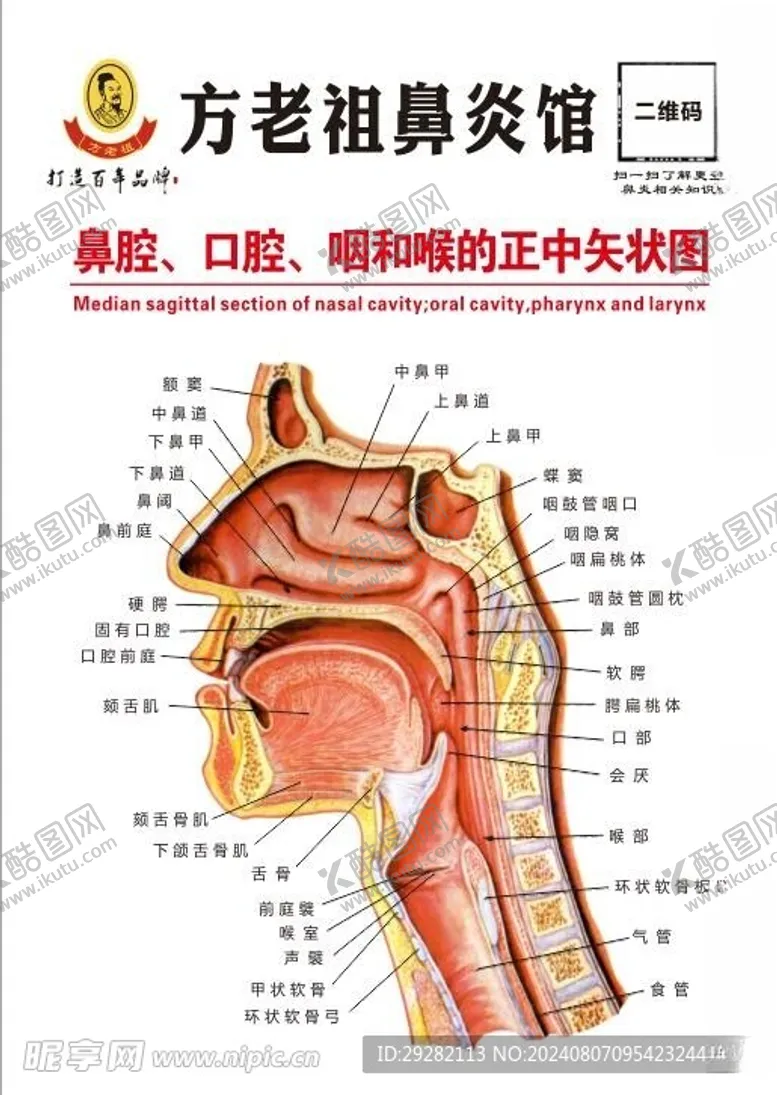 编号：70459802181622228309【酷图网】源文件下载-鼻炎馆鼻腔口腔咽和喉咙矢量图