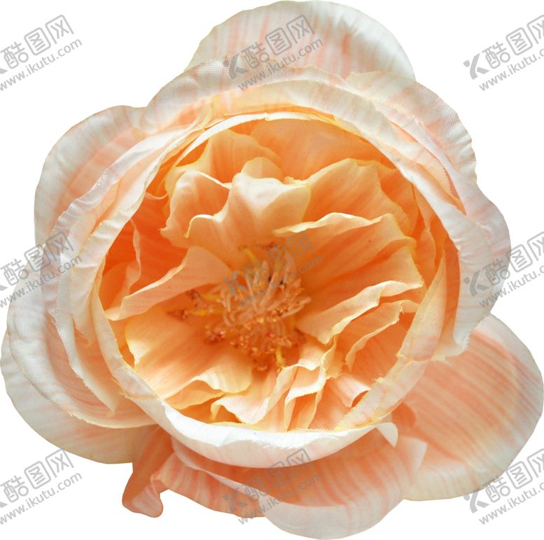 编号：50847207060759068992【酷图网】源文件下载-复古花朵植物图案