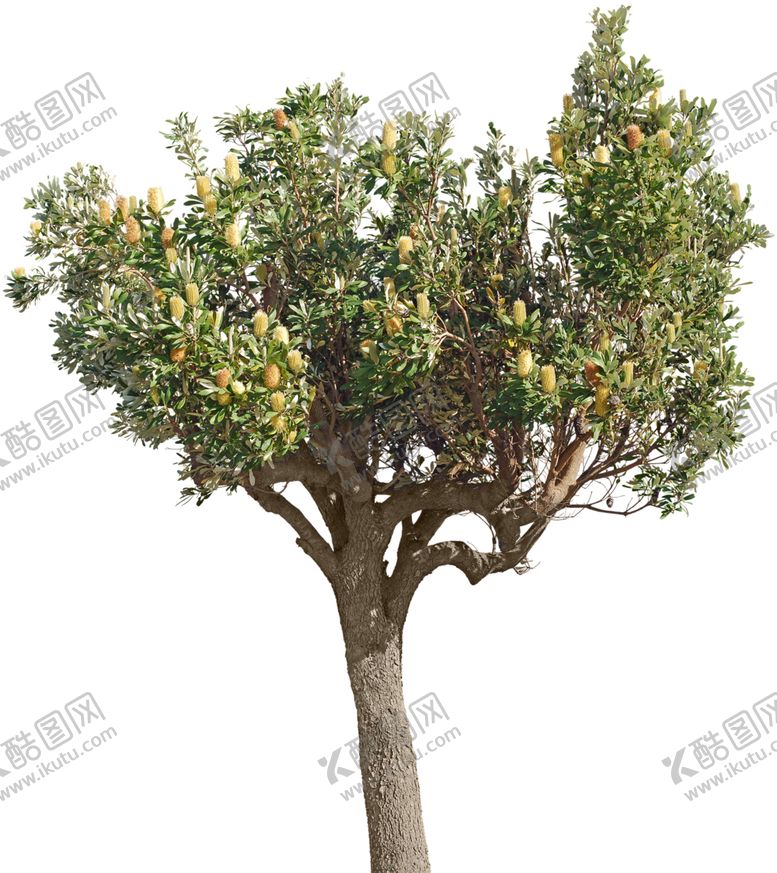 编号：60347409180420055597【酷图网】源文件下载-免扣树木素材