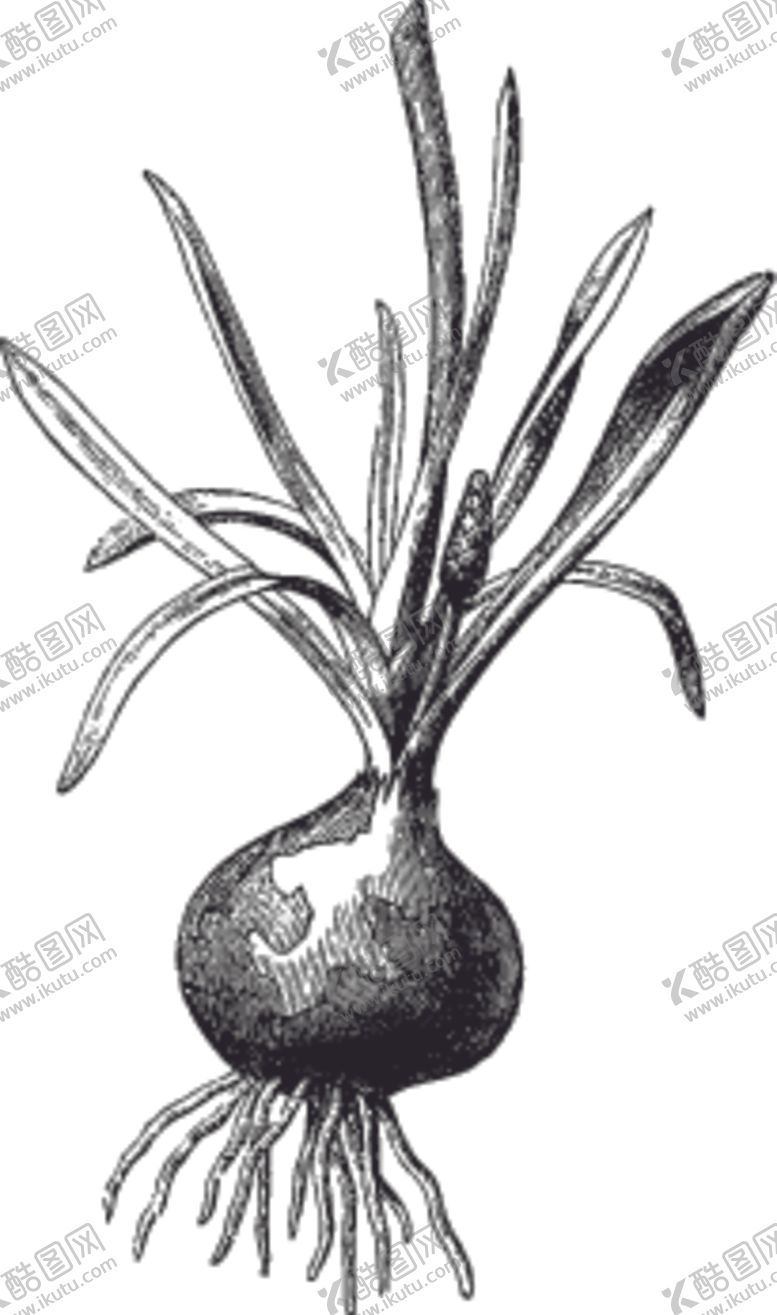 编号：60281110110926105117【酷图网】源文件下载-素描手绘蔬菜