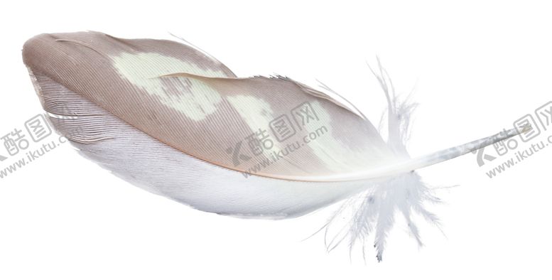 编号：78428306180001502734【酷图网】源文件下载-白色羽毛漂浮素材