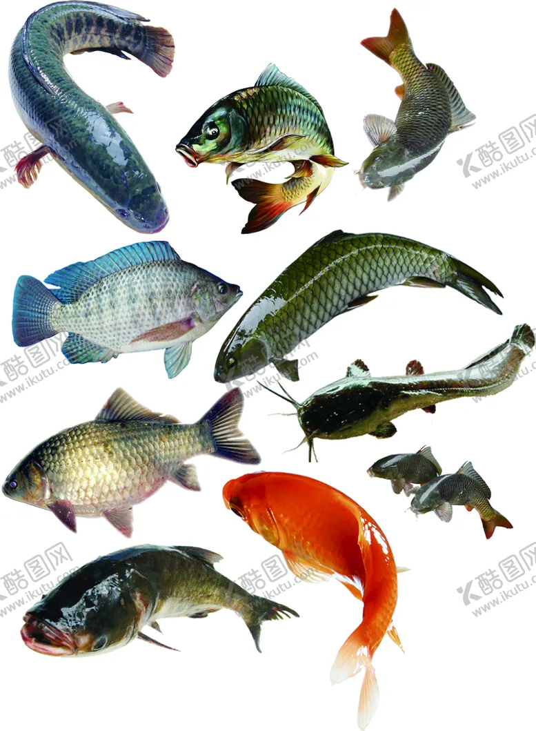 编号：74635109191822140461【酷图网】源文件下载-鱼PS分层素材免扣