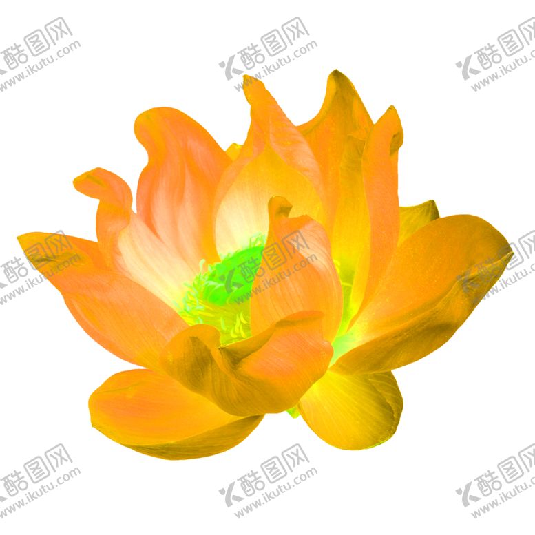 编号：12018807090044444118【酷图网】源文件下载-花素材