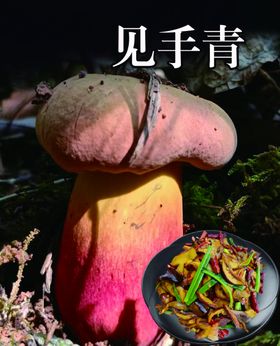 见手青野生菌