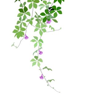 牵牛花