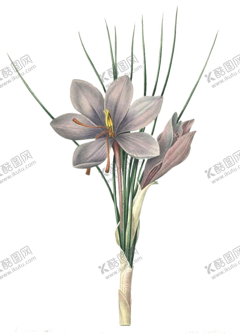 编号：86529506260047436689【酷图网】源文件下载-复古花