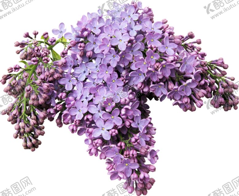 编号：36420309231901041190【酷图网】源文件下载-丁香花