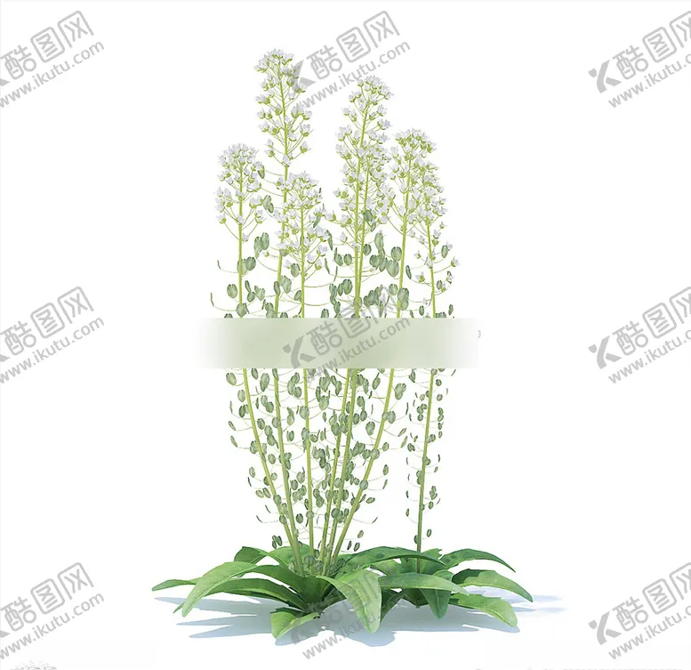 编号：51854903140427368866【酷图网】源文件下载-C4D模型虾脊兰