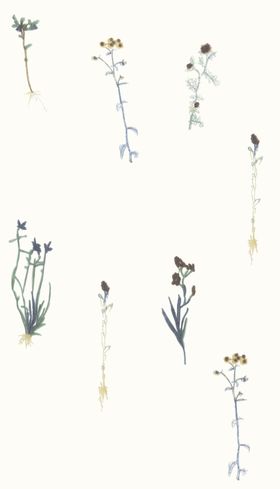 手绘清新植物花卉图案