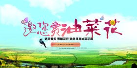 油菜花