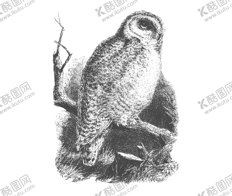 编号：72824610030503153169【酷图网】源文件下载-鸟类鸭子素材绘画