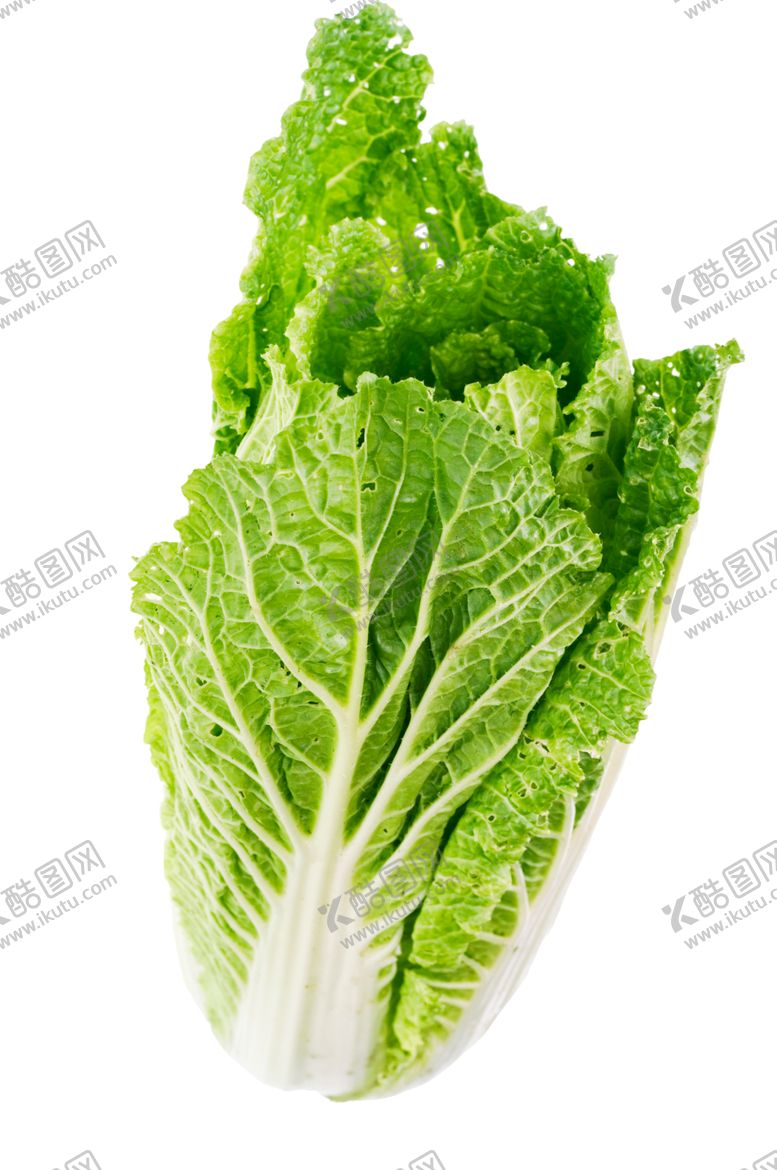 编号：34523909150443411889【酷图网】源文件下载-小白菜