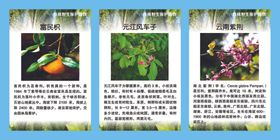 珍稀野生保护植物
