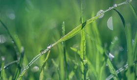 清澈的水滴露珠或雨滴AI矢量图