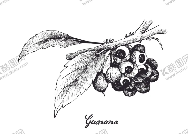 编号：72765206250247115494【酷图网】源文件下载-线描植物