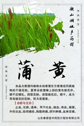 微山湖地产药材蒲黄