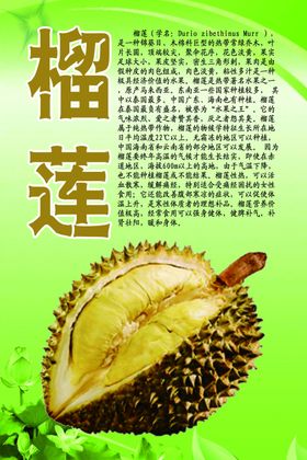 水果灯箱之榴莲
