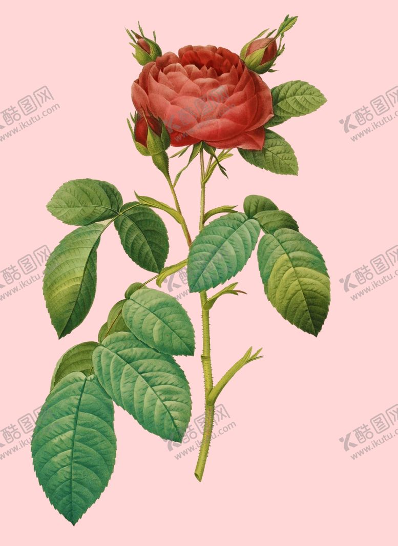 编号：98485807090309539641【酷图网】源文件下载-花卉
