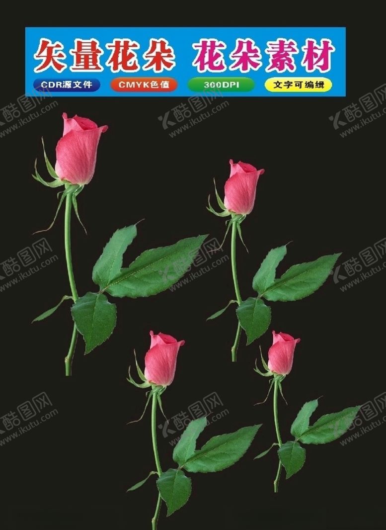 编号：24342009180915456163【酷图网】源文件下载-植物花卉花朵季