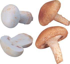 香菇