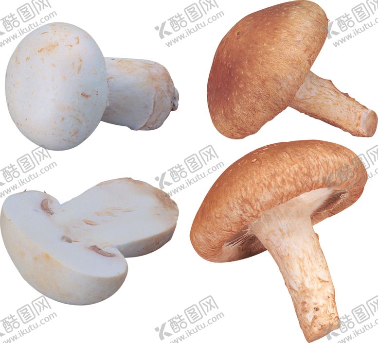 编号：52278205190951478153【酷图网】源文件下载-香菇