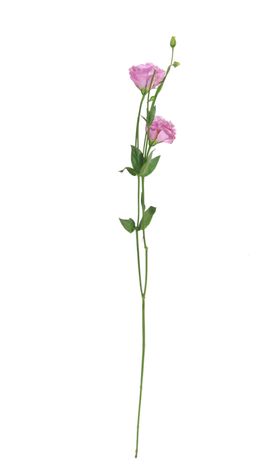 单只花退底鲜花花枝花朵