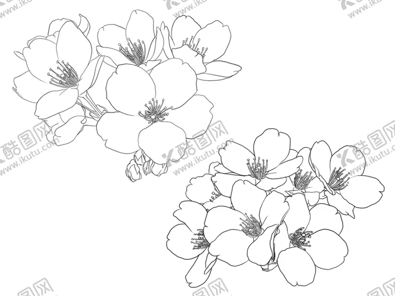 樱花梅花线稿sai手绘ps