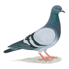 鸽子