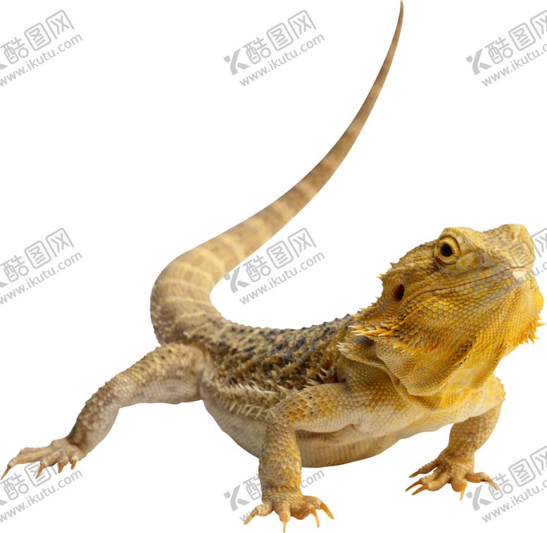 编号：63501609240936501454【酷图网】源文件下载-爬行动物图案